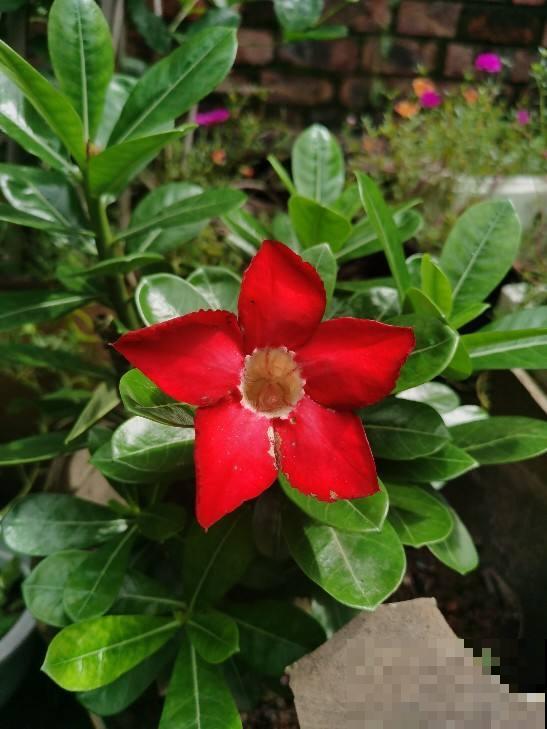 有的花需要穷养，有的花需要富养，选择合适的养花方法，才是关键