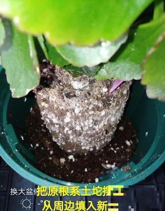 长寿开花后，要好好修剪，很快冒新芽