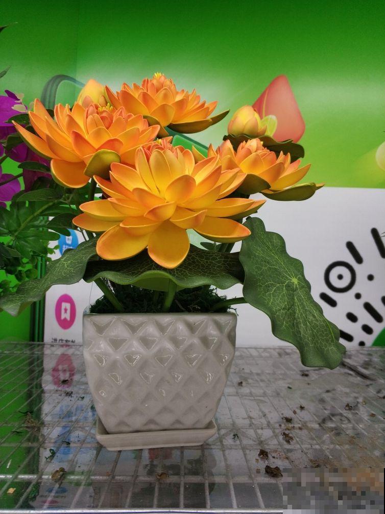 花总是被养死，不如养盆“永生花”，省心还好看