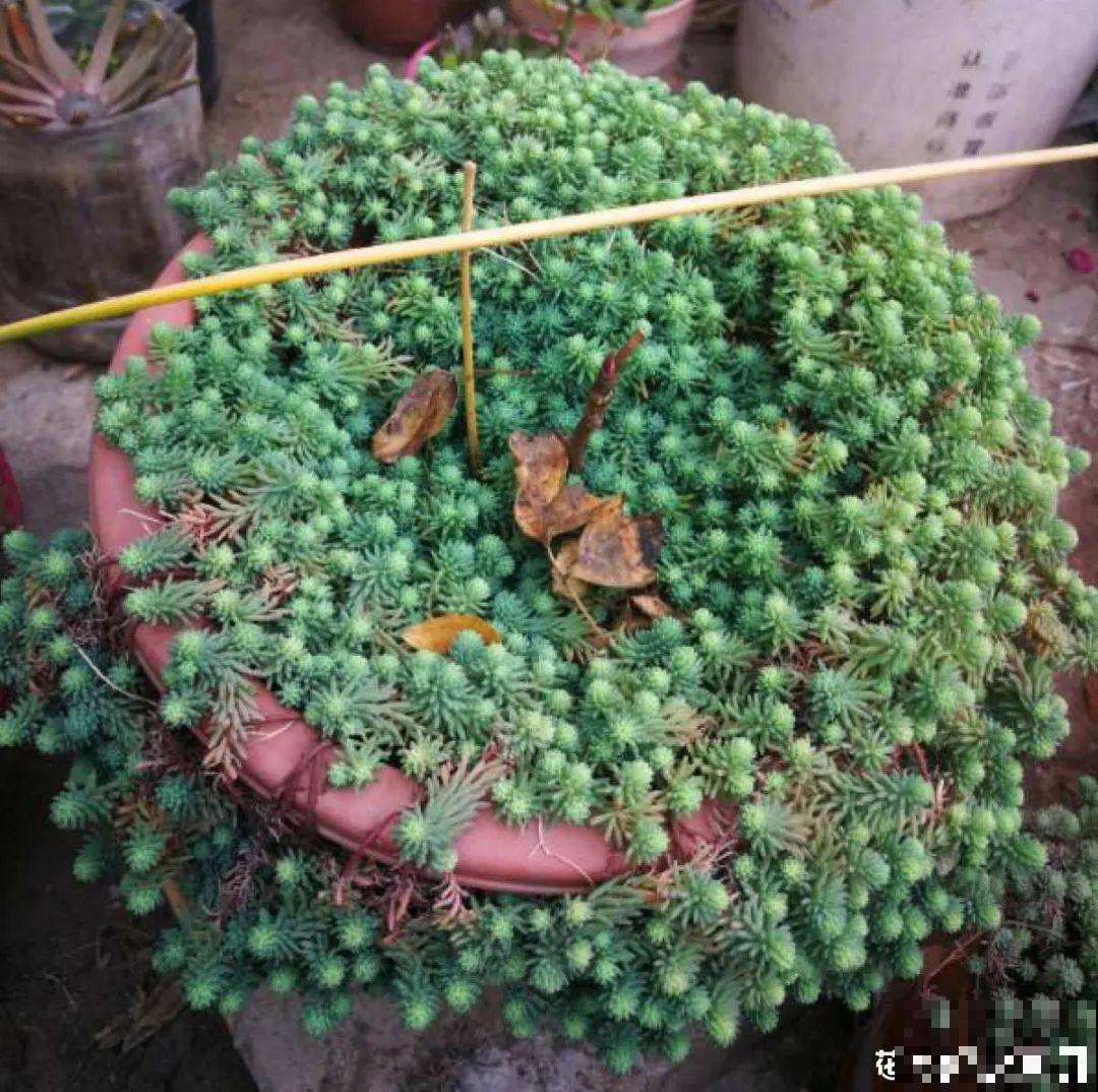 5种铺面多肉,沾土就活,迅速占满每一寸土地 5种铺面多肉,沾土就活,迅速占满每一寸土地