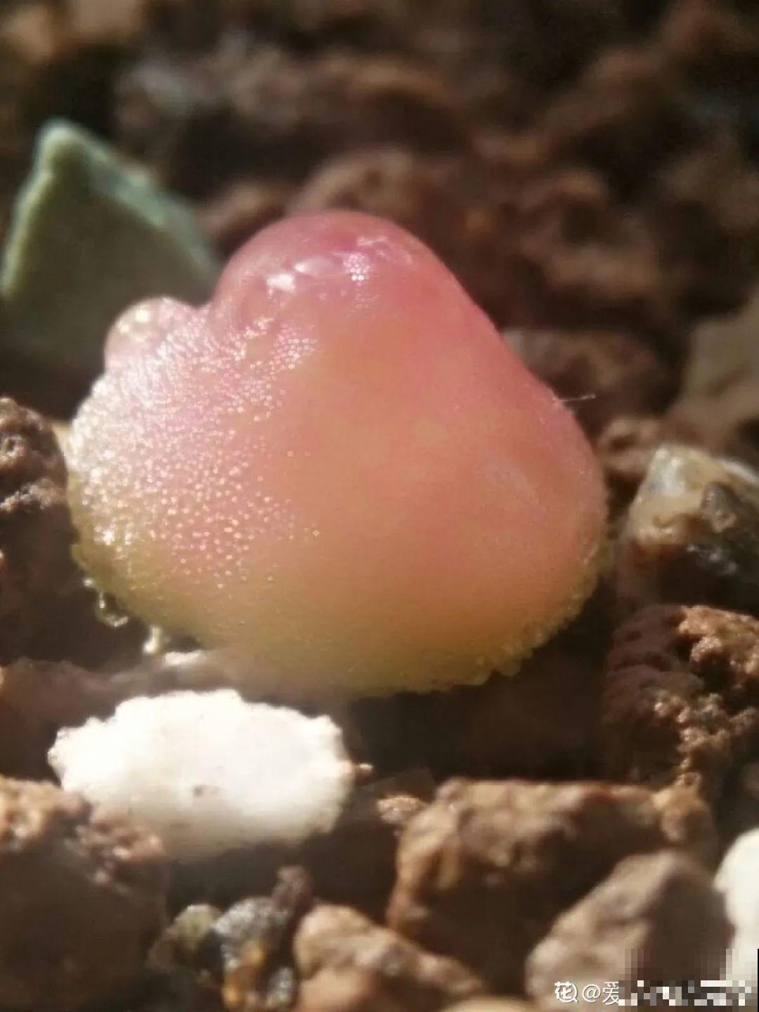 养多肉的人里，有一群“屁股花”爱好者，养的多肉超可爱