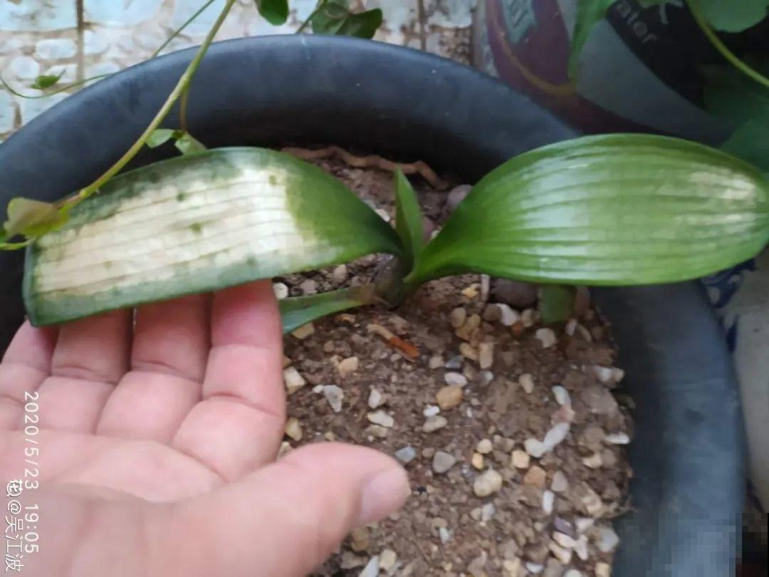 夏天怕晒的花,赶紧搬到阴凉地儿,再晒成枯杆了 夏天怕晒的花,赶紧搬到阴凉地儿,再晒成枯杆了