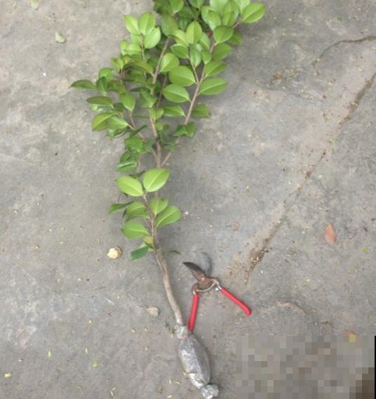 春天的大粗杆子，直接插土里，很快就生根