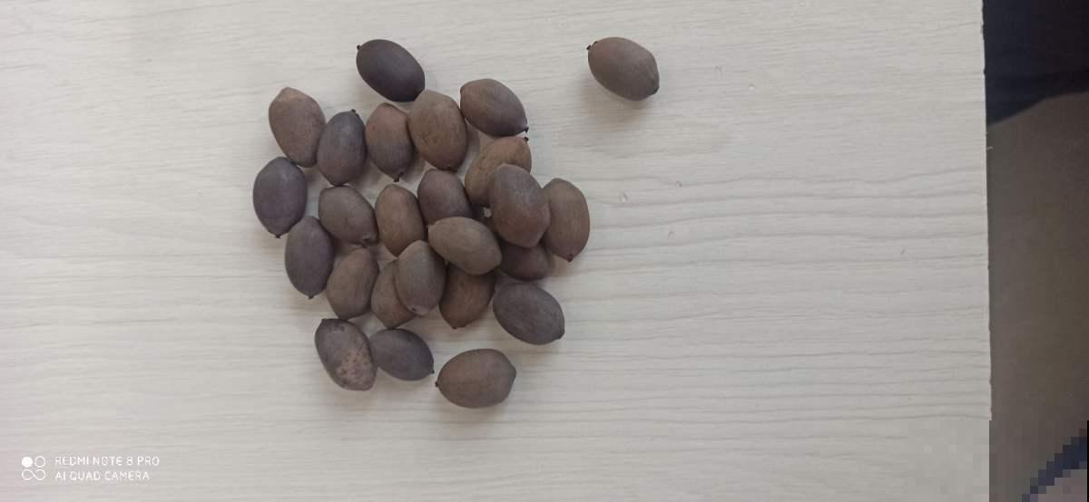 荷花在家这么种，成活率高，清水就能“出芙蓉”！