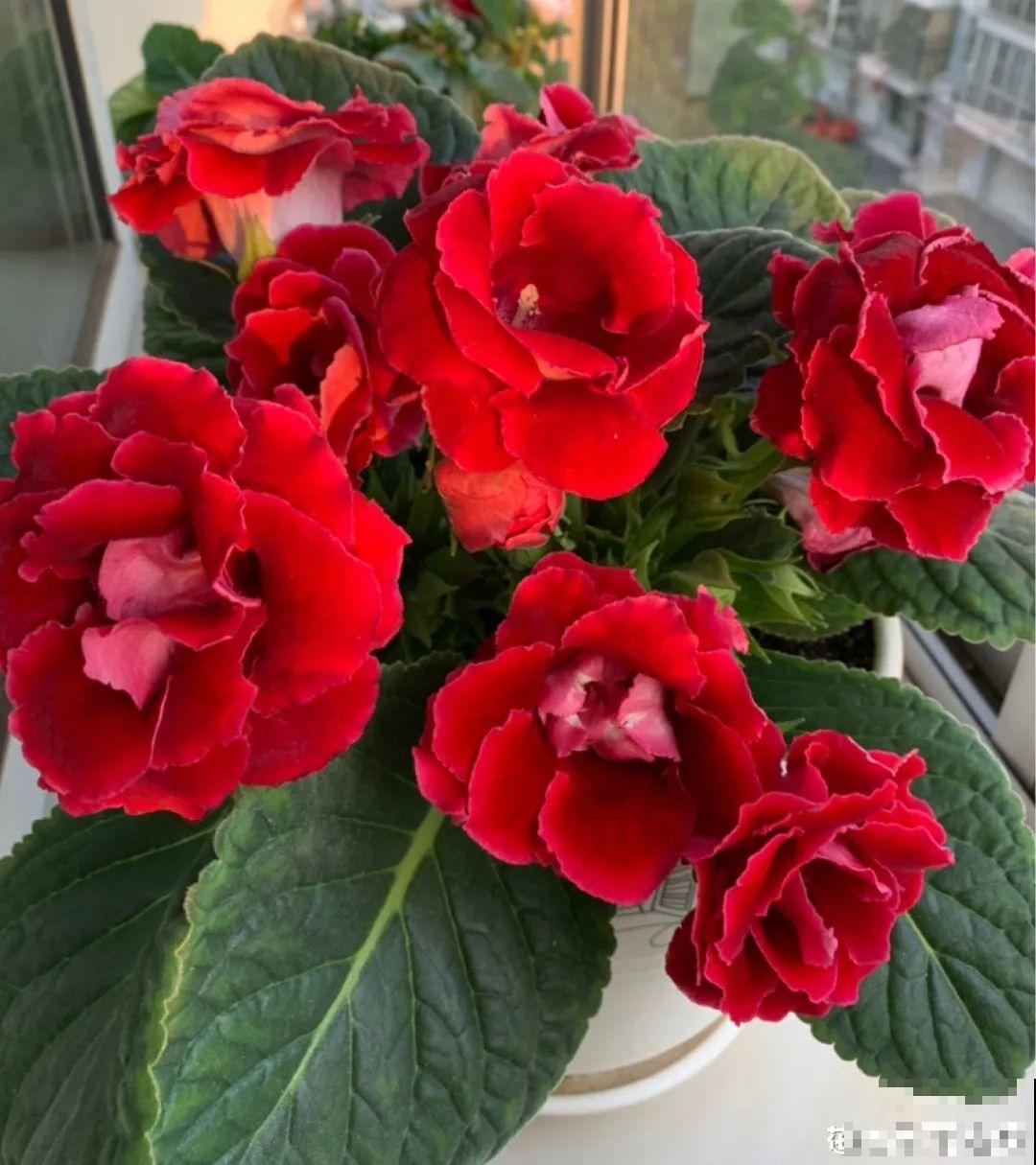 大岩桐特耐阴，每天一两个小时光照，一年开花上百天