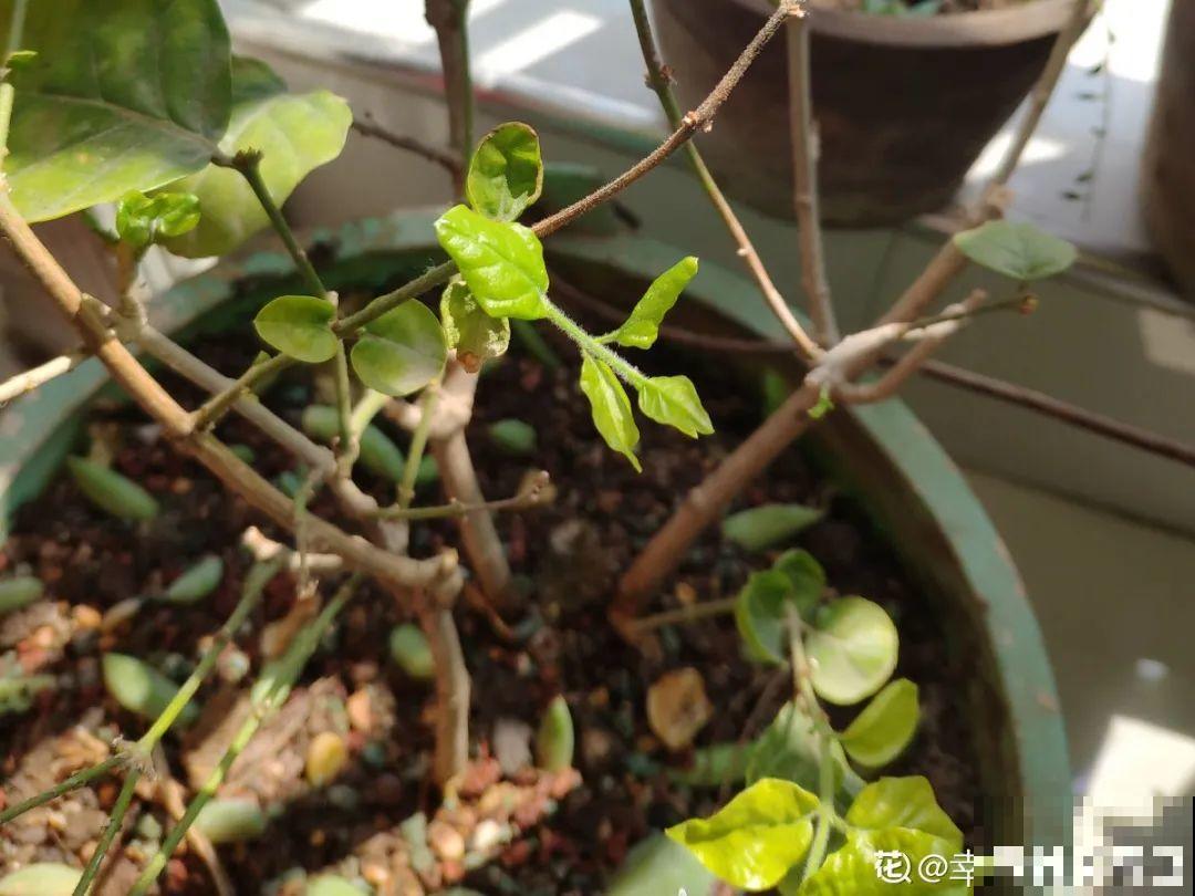 3月份养花,别急着搬出屋外,花容易死翘翘 3月份养花,别急着搬出屋外,花容易死翘翘