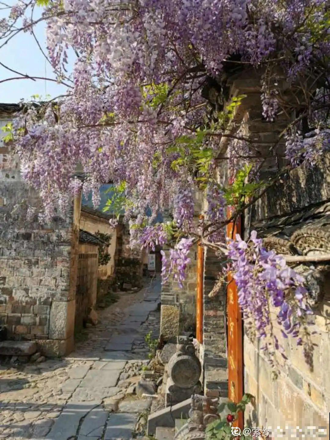 30米高三角梅，千年的紫藤树···5种花越老越值钱