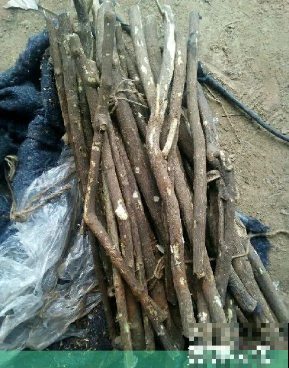 春天的大粗杆子，直接插土里，很快就生根