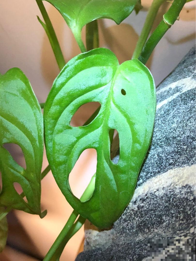 万千人宠爱耐阴花，叶子美得像油画，开花像个小荷包