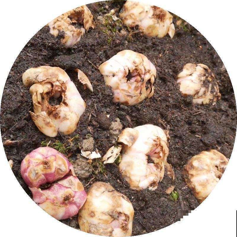 4种花可食用百合，煲汤做菜做甜品，花朵也艳丽多彩