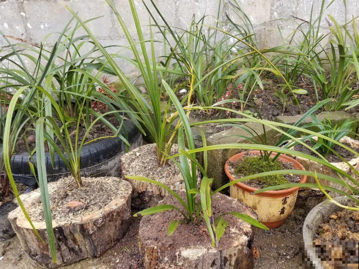 花盆的作用大多数人都忽视了，现在选好了，养花特省事！