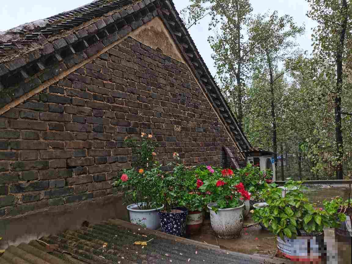 院子里只种兰草，1朵娇艳花也没有，你喜欢吗