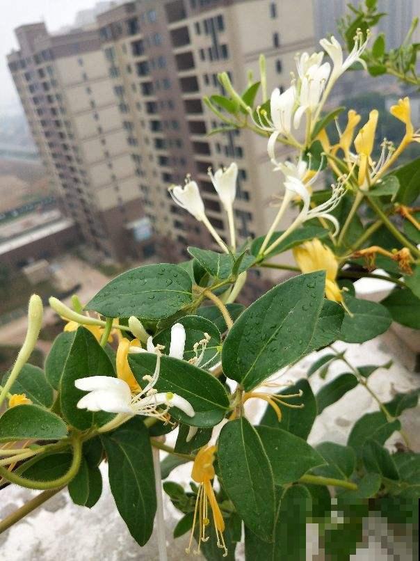 老家院子里种了2种花,春天泡茶秋天吃果子,真是一举两得 老家院子里种了2种花,春天泡茶秋天吃果子,真是一举两得