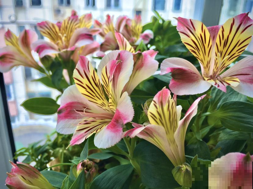 1种花名叫六出花，叶子像百合，花朵像杜鹃，真美！