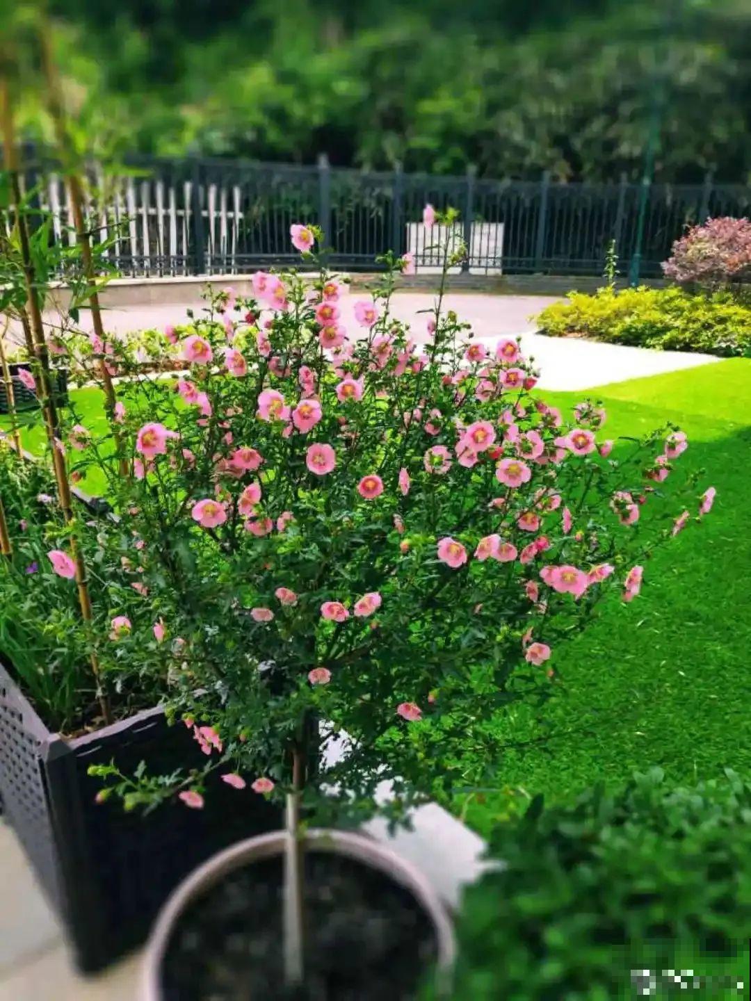 夏天扦插小木槿，半个月生根，养成棒棒糖开出花球