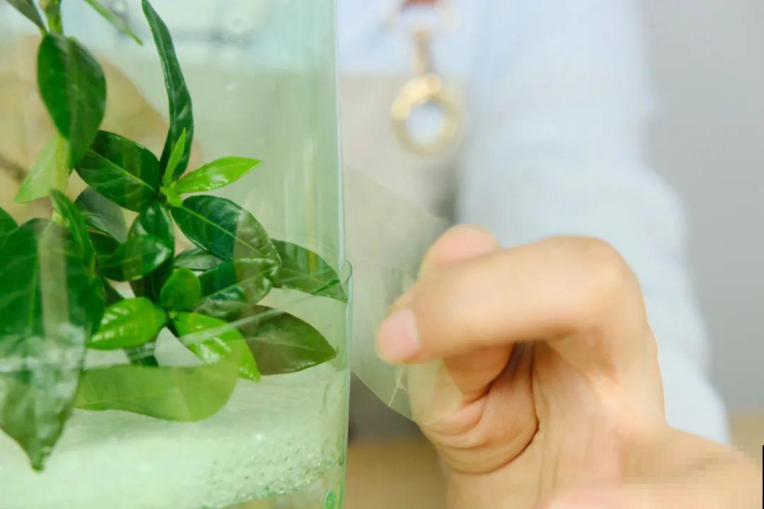 11种常见花，现在扦插，成活率特高