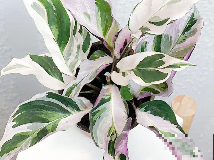 2021流行的花，仙女气质真漂亮，看完就想养