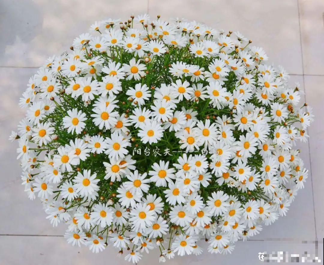 玛格丽特花期长，开花易爆盆，开成花球没问题