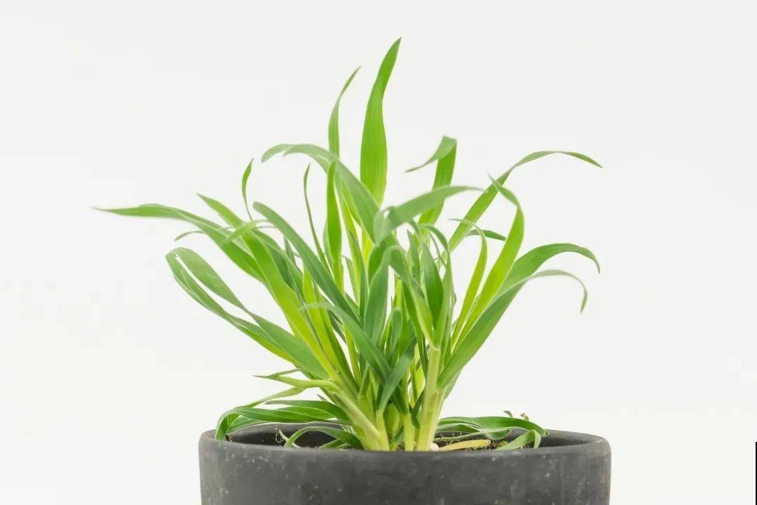 超可爱的小众花，有趣的人都在养，毛茸茸的特可爱