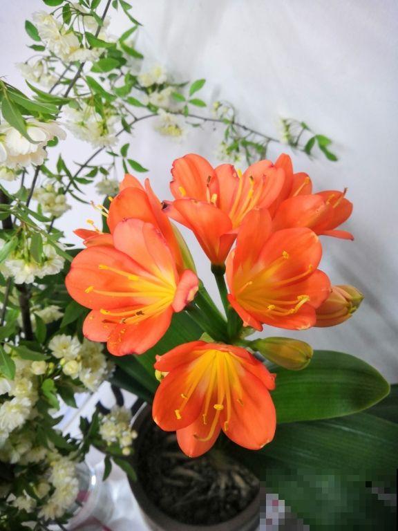 天气变热,4种花不适合淋雨,不然很快就死了 天气变热,4种花不适合淋雨,不然很快就死了