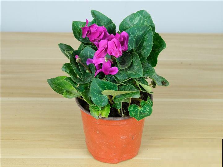 现在逛花市,这3种花先别买,买回家就休眠,还难度夏 现在逛花市,这3种花先别买,买回家就休眠,还难度夏