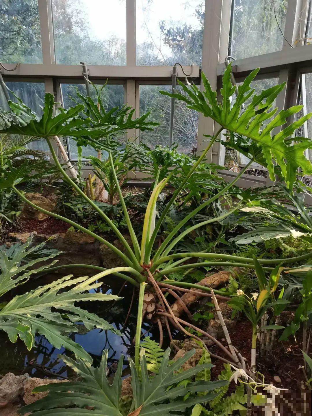 10种花越高越值钱,能长到2米,大高个霸气镇宅! 10种花越高越值钱,能长到2米,大高个霸气镇宅!