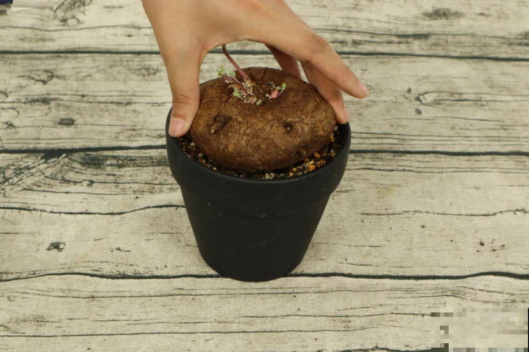 8种花开始慢慢睡醒了， 现在长得正旺，多浇水施肥， 开花更多！