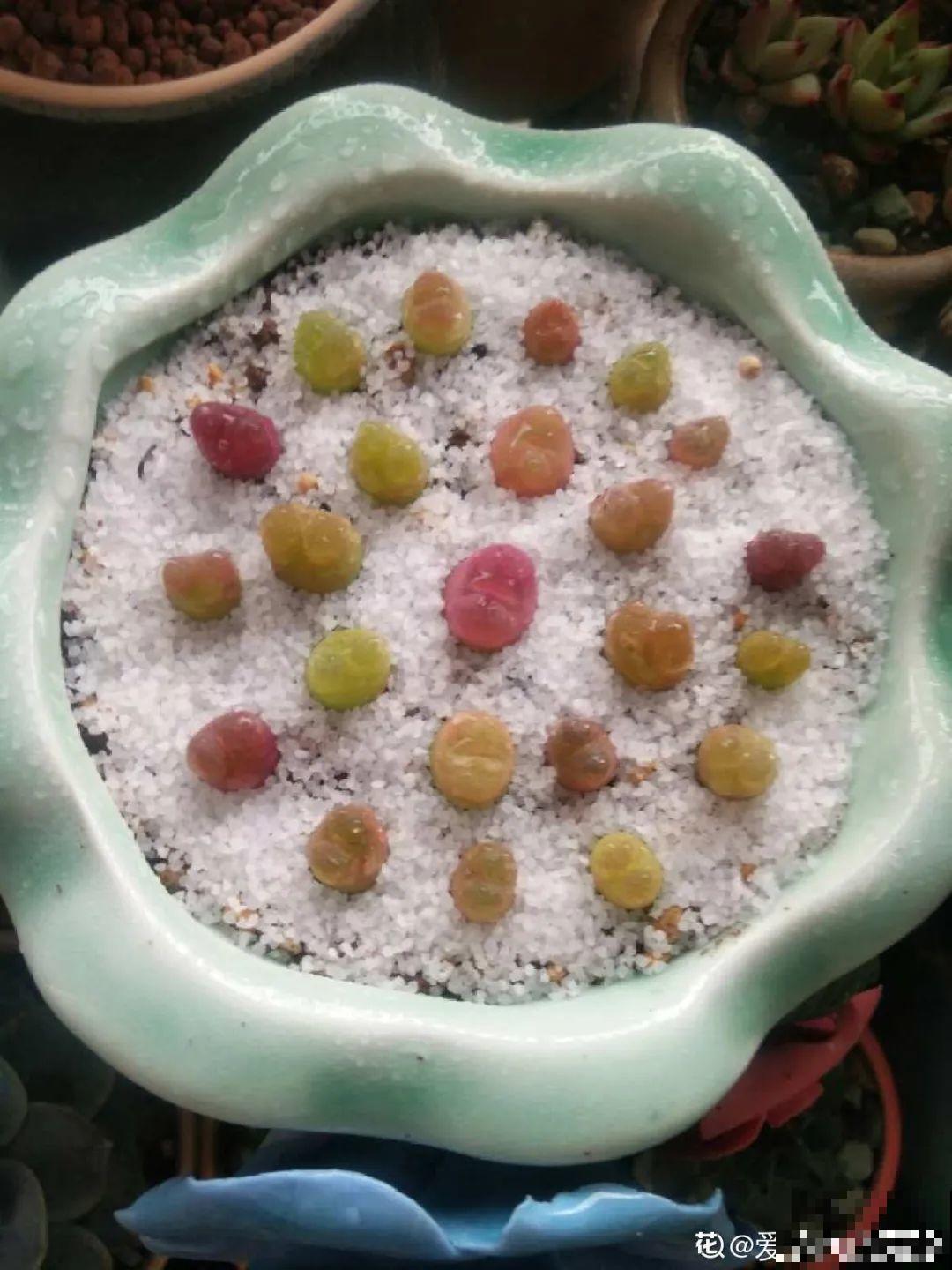 养多肉的人里，有一群“屁股花”爱好者，养的多肉超可爱