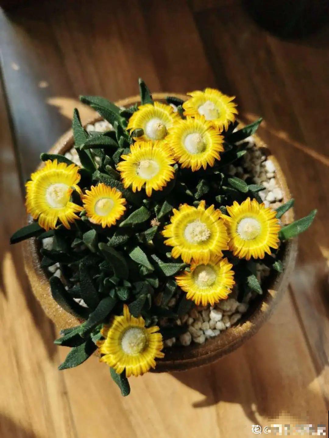 多肉开花不常见，但是颜值还挺高，你会不会剪掉？