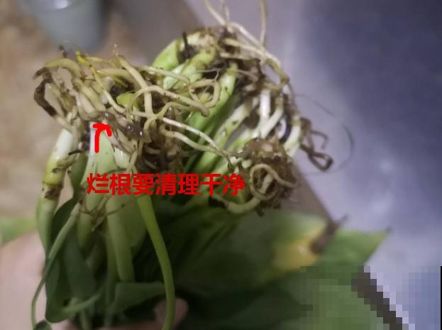 超级“喜水”的花，3天不浇水，就离死不远了