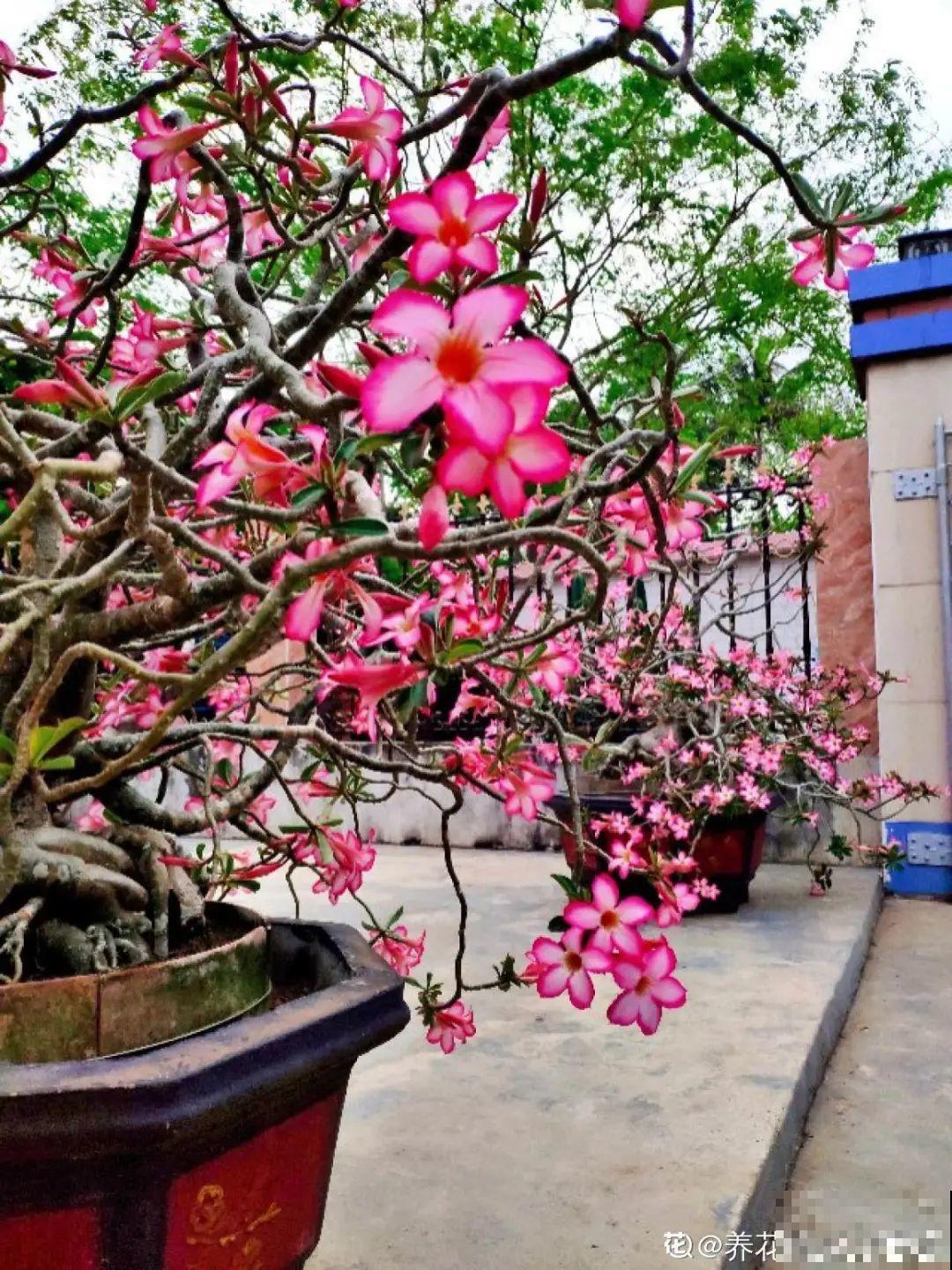 家里养棵“丑八怪”，霸气镇宅，越养越爱