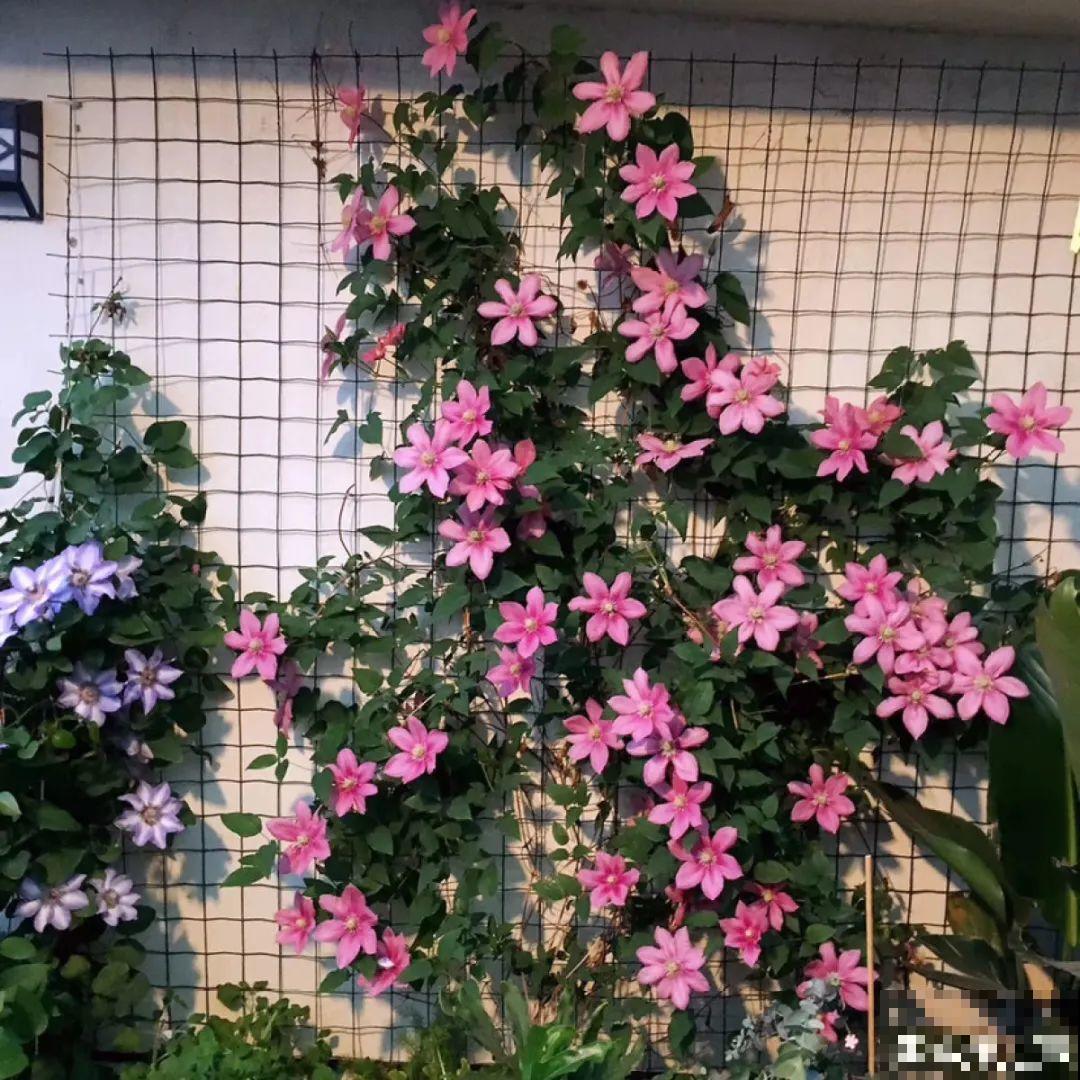 一棵旱金莲,开花又多又没,1年就能长成花墙! 一棵旱金莲,开花又多又没,1年就能长成花墙!