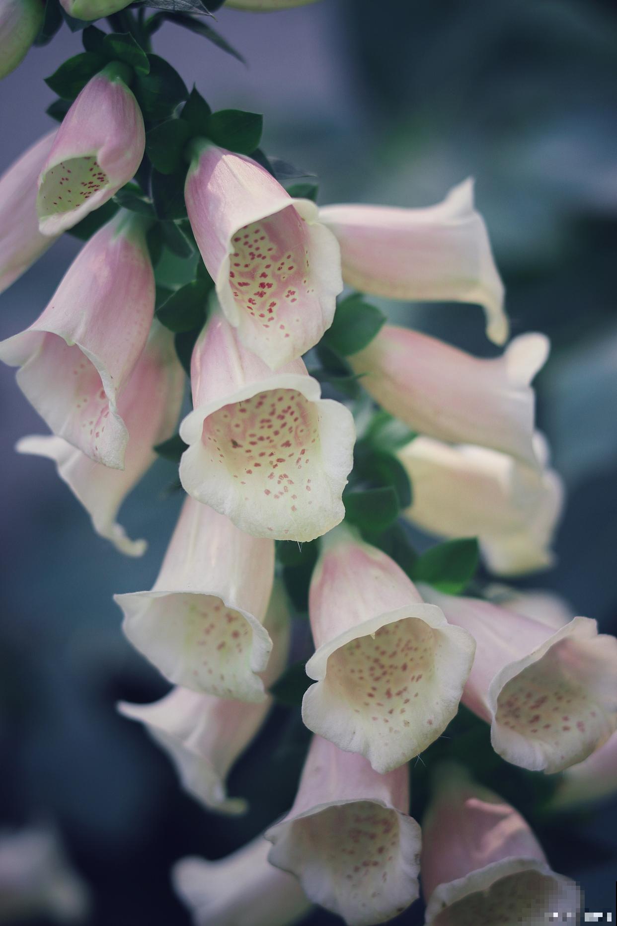 如果我有院子，一定种这3种花，天天有花赏！
