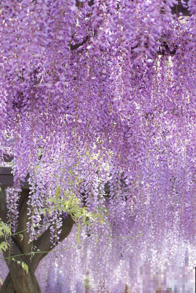 30米高三角梅，千年的紫藤树···5种花越老越值钱