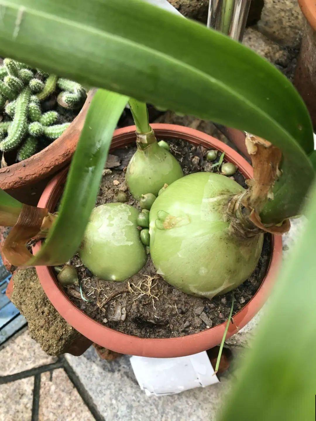 植物长了个大肚子，超级耐旱，一个月不浇水也死不了