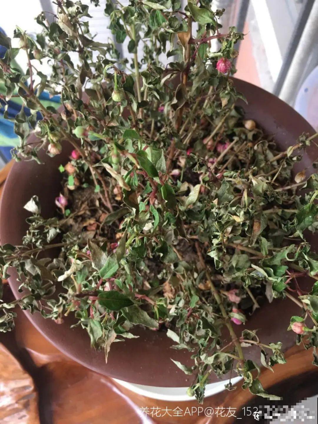 天热了,8种花要休眠,要少浇水 天热了,8种花要休眠,要少浇水