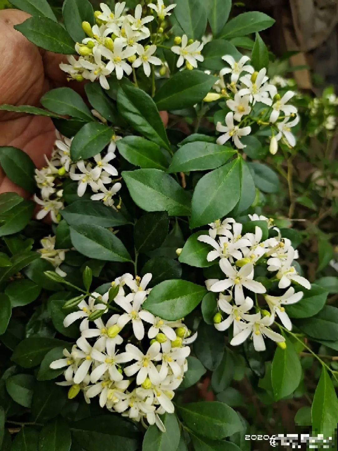 清明赏花，带上这份花卉图谱，变身行走的识花机器