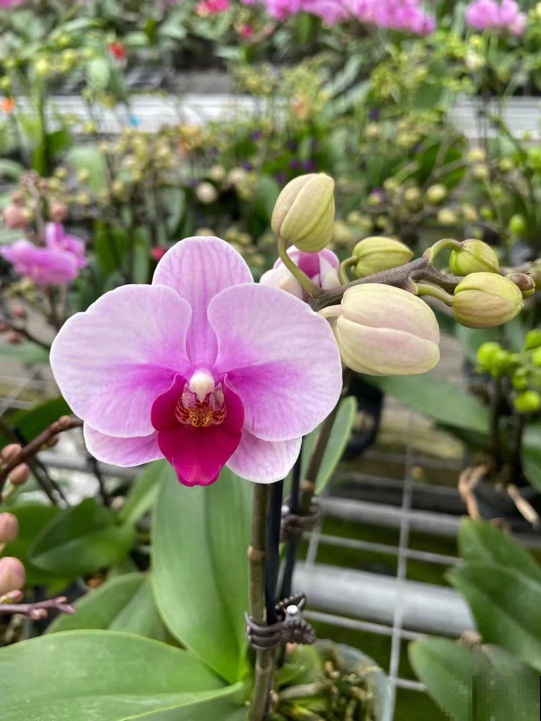 花市上的蝴蝶兰，长得像假花，谁见了都要摸一下！