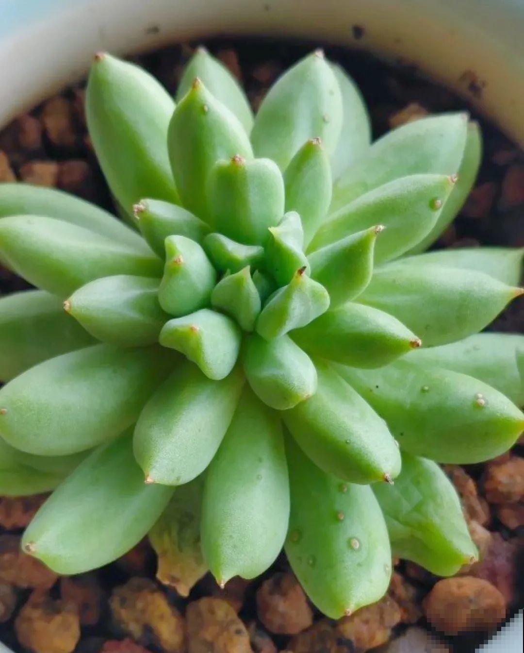 多肉一旦杂交,颜值上升不少,养护也简单 多肉一旦杂交,颜值上升不少,养护也简单