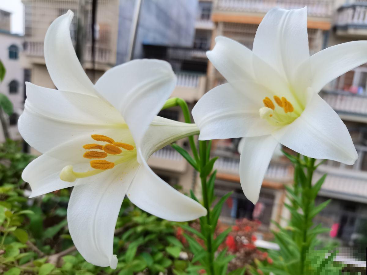 养花也能挣钱，3种花特别能“生”，完全可以拿去卖