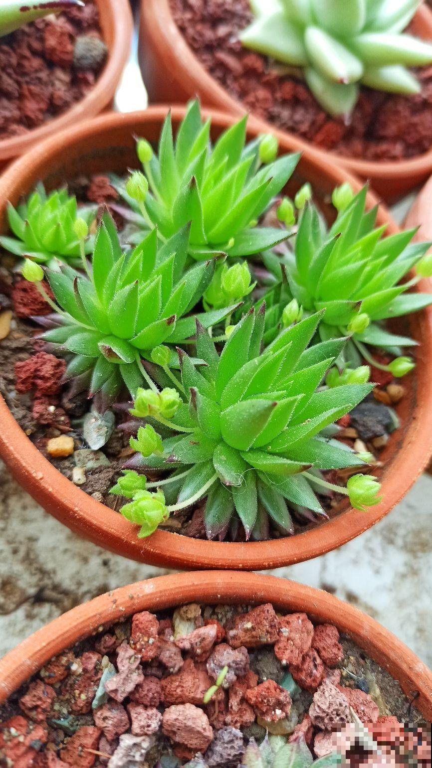 新手养多肉，打好基础是关键，5个要点要记住