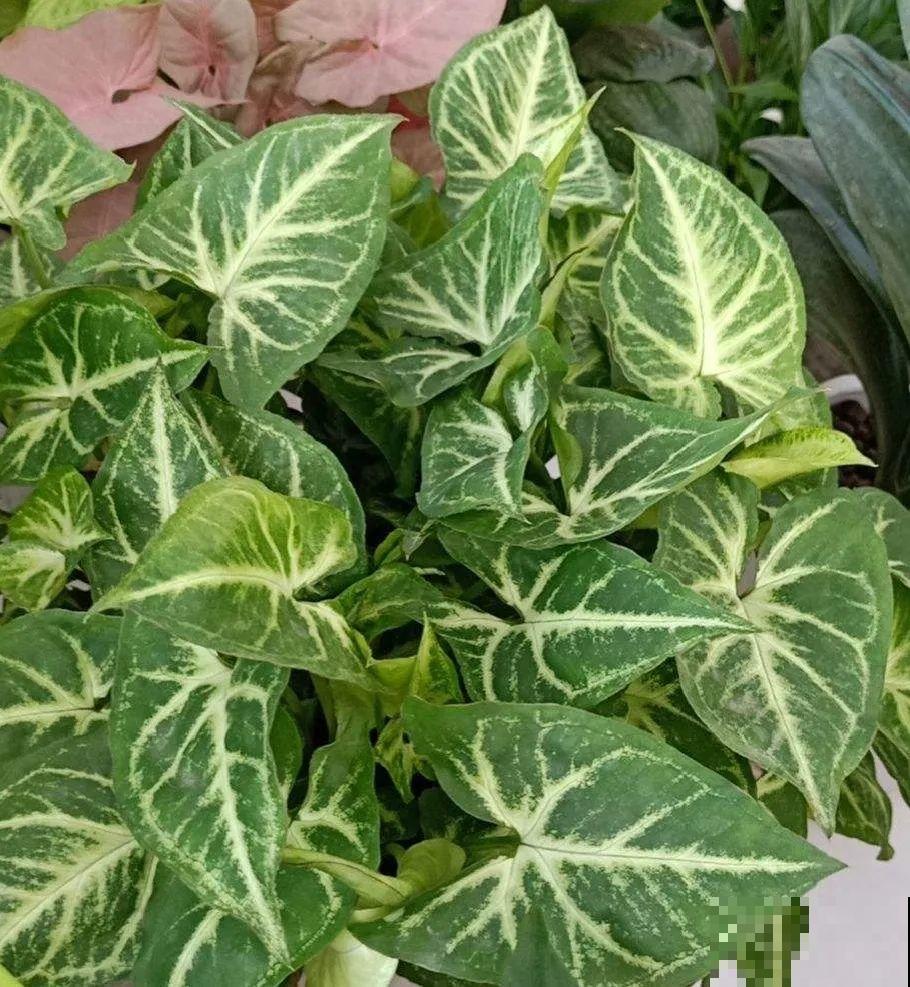 绿萝可以扔了,养盆“格调”花,颜值高还有气质 绿萝可以扔了,养盆“格调”花,颜值高还有气质