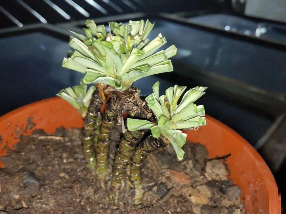 5年的马齿苋，长成“一棵小树”，真头一回见