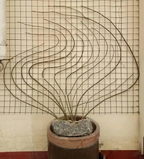 花园“三剑客”，可不太好养，能养好的都是高手