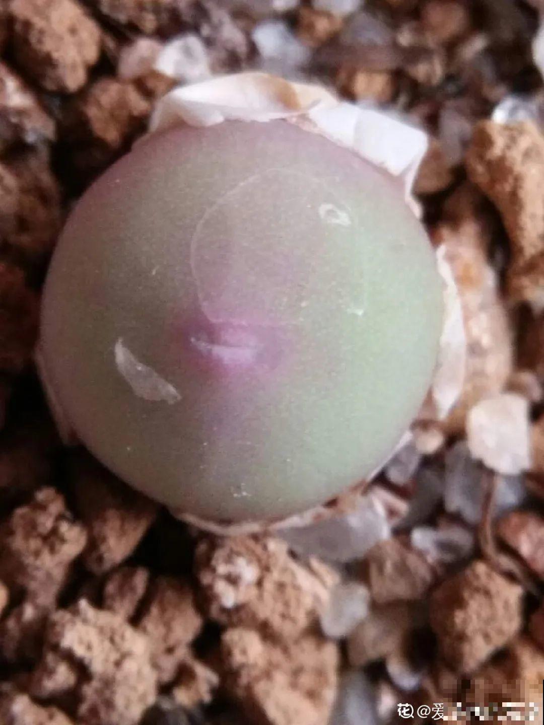 养多肉的人里，有一群“屁股花”爱好者，养的多肉超可爱