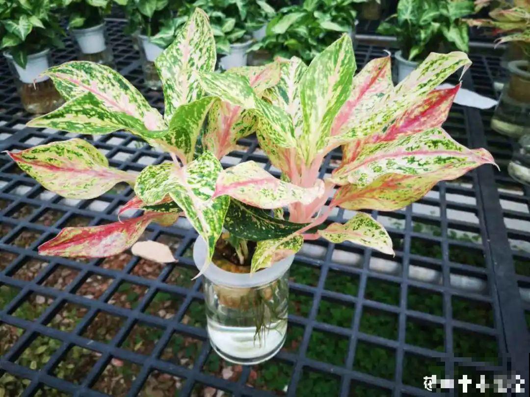 绿萝可以扔了，养盆“格调”花，颜值高还有气质