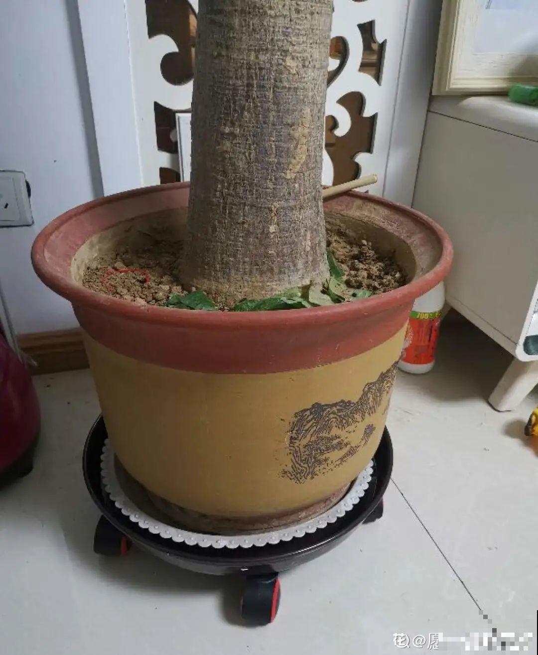 虐着养的花，剪成秃子，半月不浇水，呼呼开花