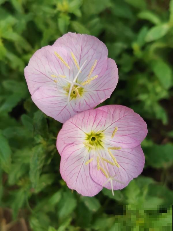 3种别致的花，晚上才开，个个都超有特点