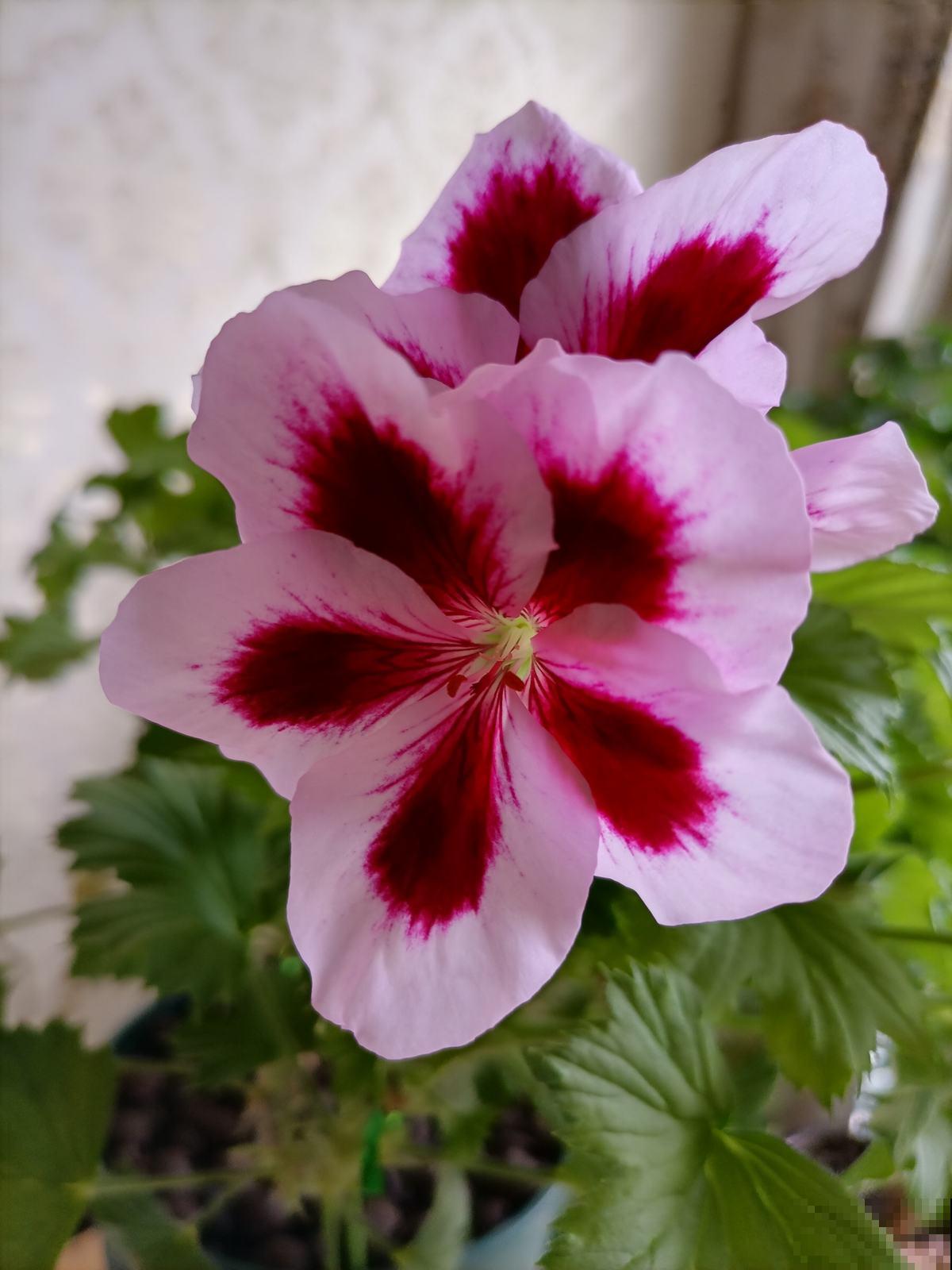 普货植物养好了，也能养爆盆，可以选择这3种