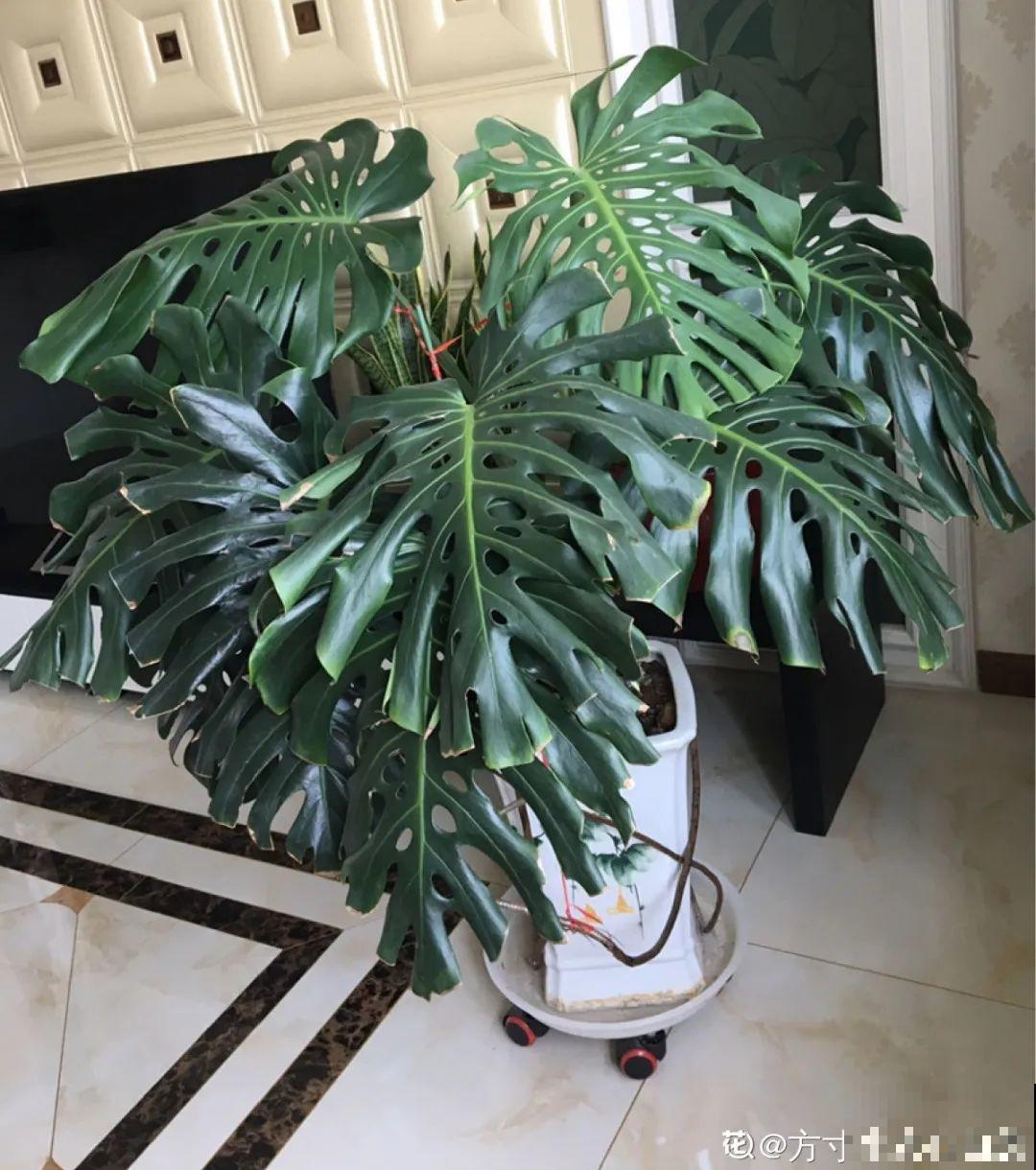 家里养棵“丑八怪”，霸气镇宅，越养越爱